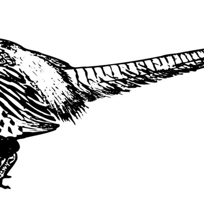 BIRD058 Thumbnail