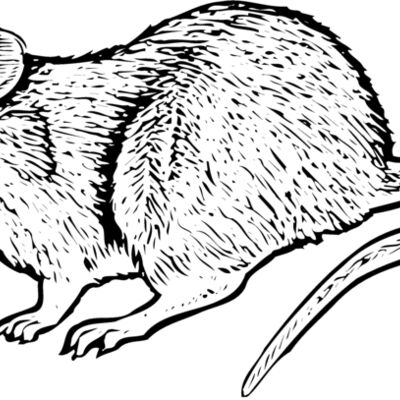 MOUSE004 Thumbnail