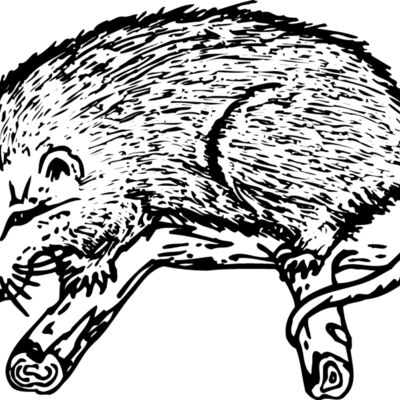 POSSUM01 Thumbnail